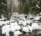 Washington State, Cascades. Mount Baker Snoqualmie NF, Martin Creek, winter with snow covered rocks Art Print